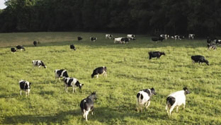 How Hitachi and Happy Cow Creamery Are Using Smart Technology to Advance Agriculture