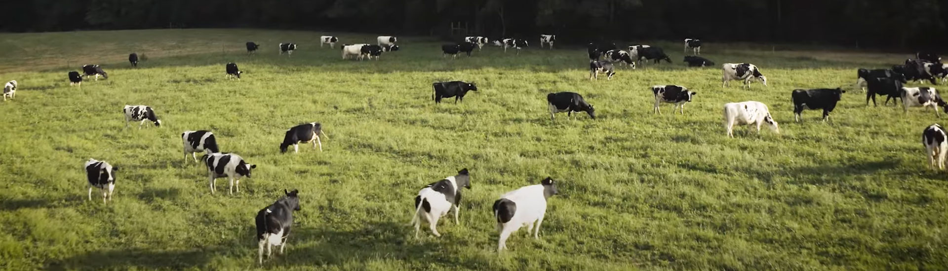 imgHow Hitachi and Happy Cow Creamery Are Using Smart Technology to Advance Agriculture