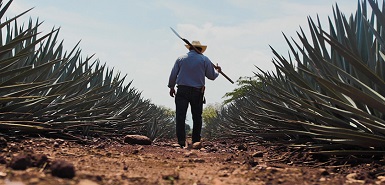 City of Tequila gears up for a smart future with Hitachi